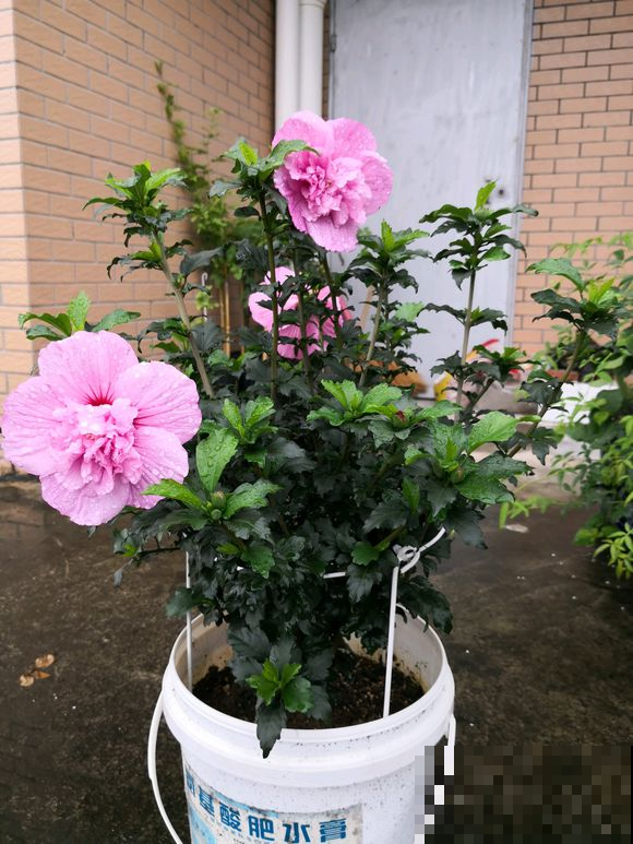 这才是真正的木槿花，一年能开200天，爆盆都是小问题！