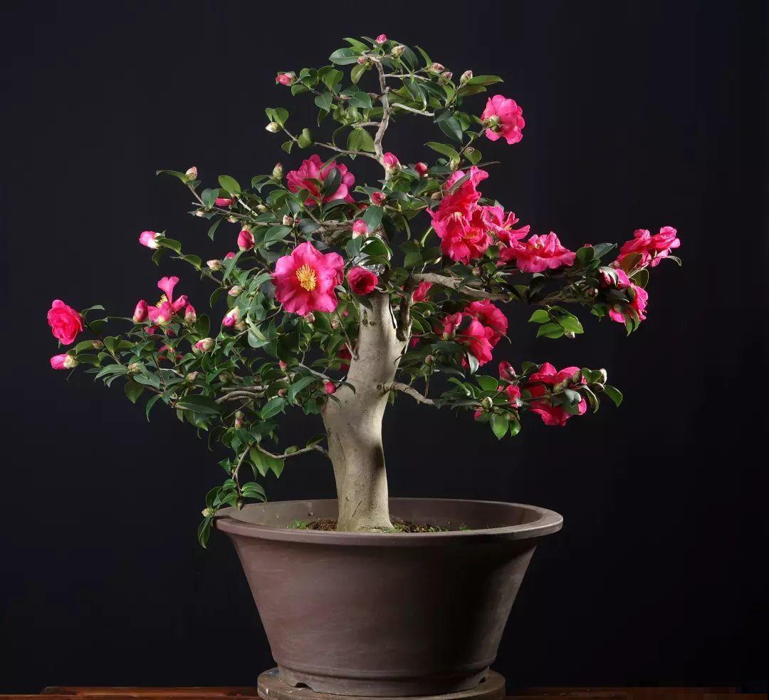 公认难养的花，他花10年时间养成盆景，价值翻倍！