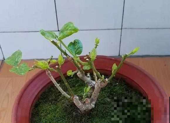 这花剪一茬开一茬，越晒花越多，整个夏天屋里都是香香的！