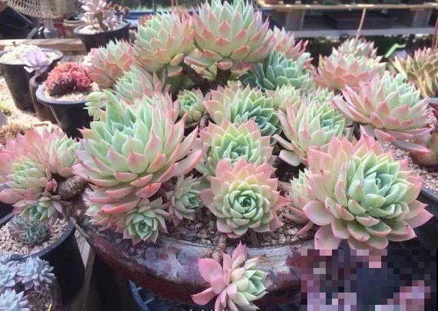 8种多肉最耐晒，大夏天照样疯长不停，呼呼窜成小瀑布！
