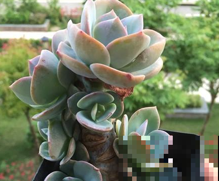 多肉品种那么多，适合露养的也就这几种，赶紧列为首选！