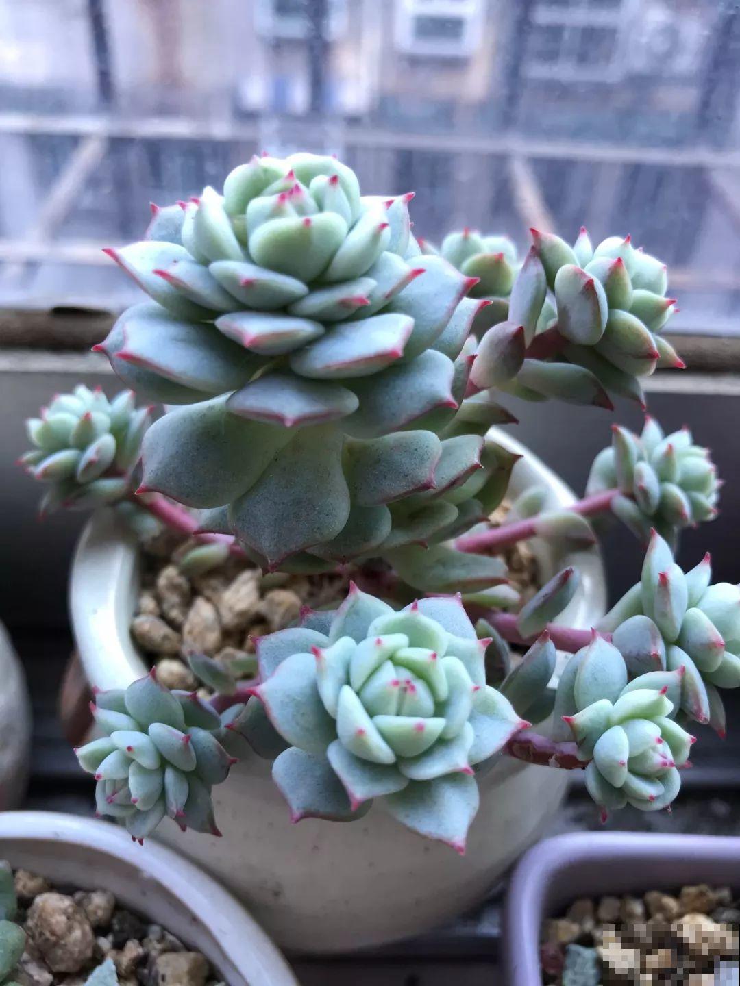 这5种多肉最难养，夏天还没过完就挂，新手慎入！