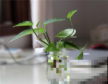 绿萝夏天扦插最省事，有水就生根，一年不用买花了！
