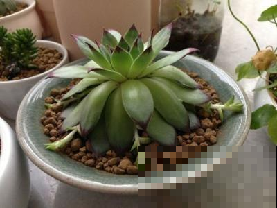 多肉咋变成一张饼？原来是因为这原因，赶紧改正还有得救！