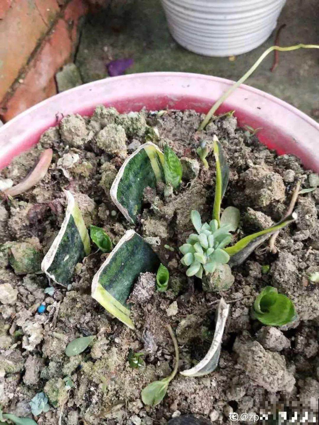 这3种花越是虐待越是长得好，新手也能养！