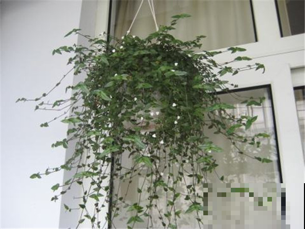 吊兰品种你见过吗？每一种都很好看，你养过几种呢？