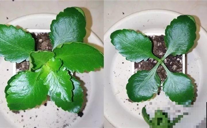 10种花扦插技巧，没事的时候插两盆，多到阳台都放不开！