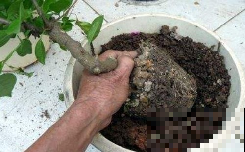 三角梅修剪趁现在，一月就能缓过来，正好国庆开爆阳台！