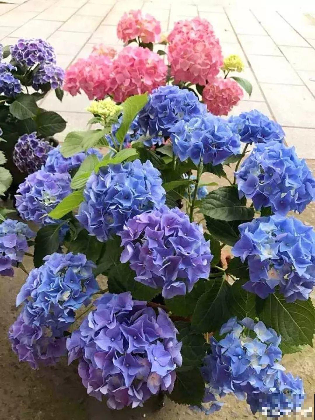 30种常见花的夏季浇水方法，告别烂根黄叶，养花无忧！