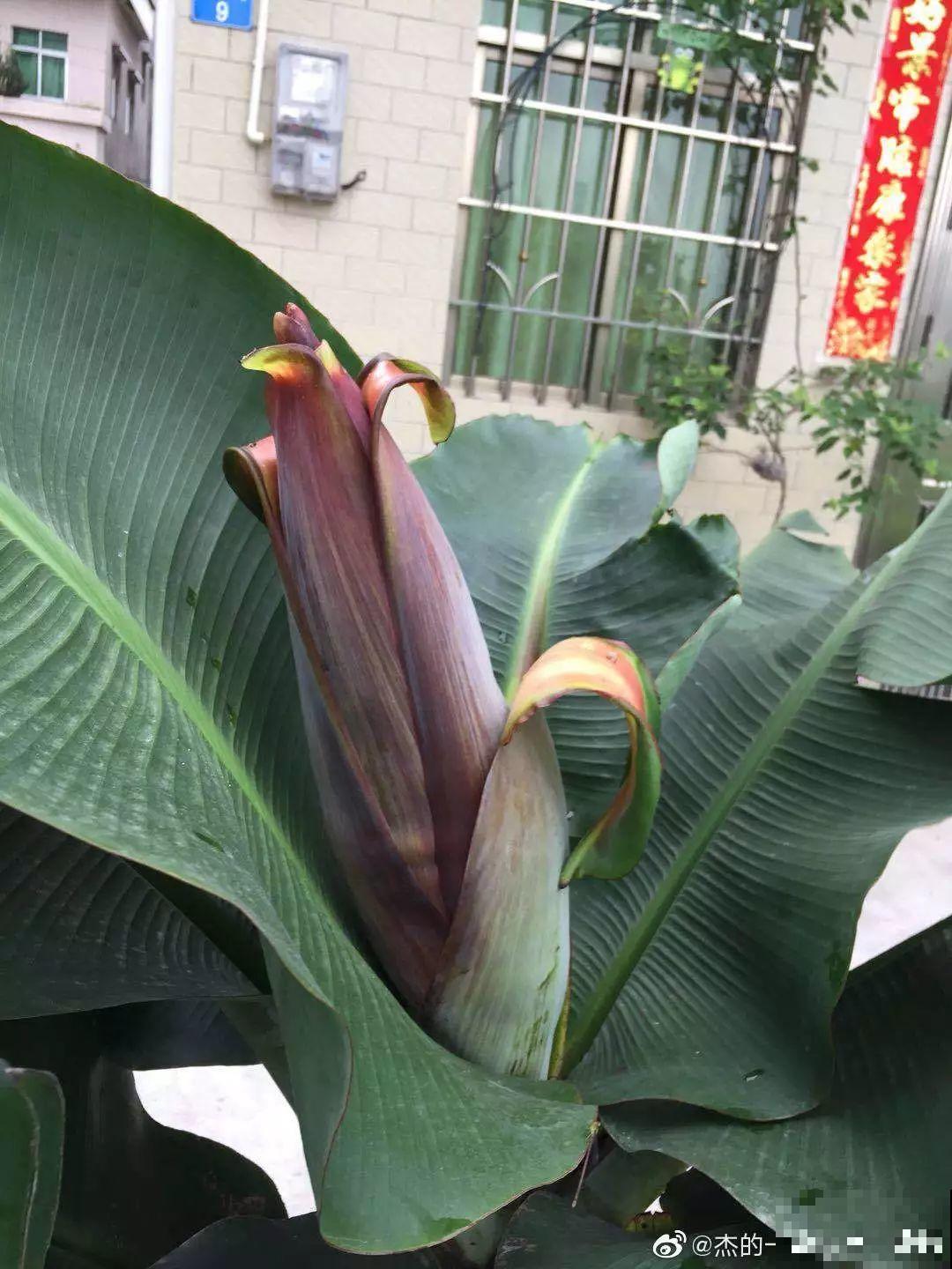 比绿萝还耐阴的花，叶子亮得像打蜡，摆客厅上档次！