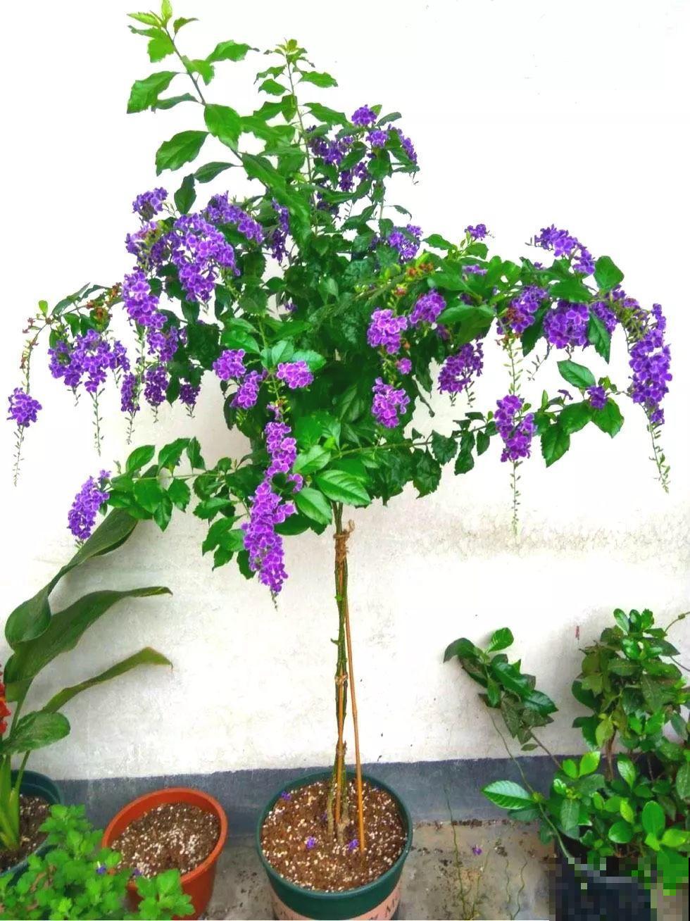 这花长得像大虾，看着就很有食欲，可在东北人这都是“苞米”！