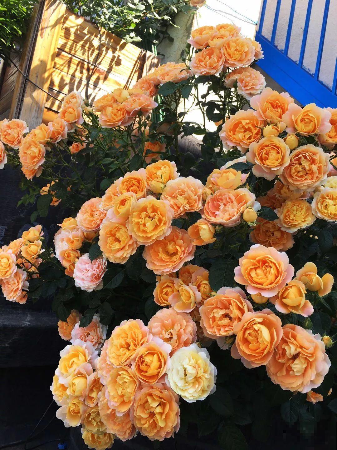 3年时间，她把露台打造成一个花的海洋，每一天都是快乐的！