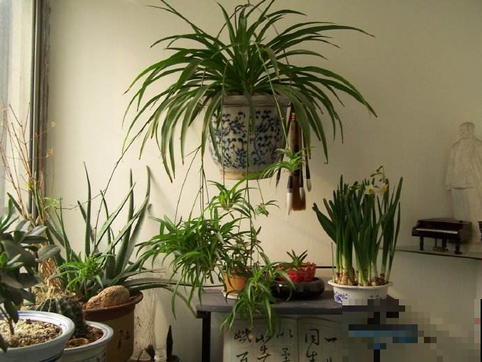最适合书房养的几种植物，学习工作节节高，还能美化环境除废气！