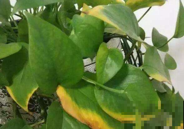 水少了黄叶，水多了伤根更会黄叶，这绿萝到底咋养？