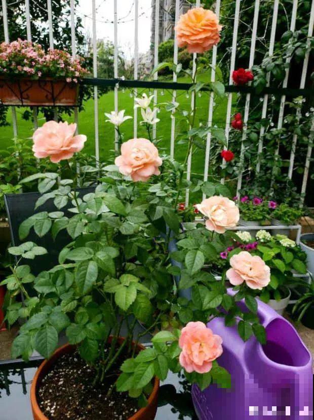 9月快上壮花肥，10天撒一把，新芽蹭蹭往外长！