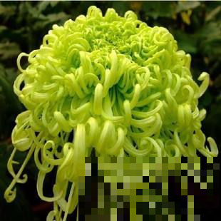 菊花咋突然黄叶一大片？要是不赶紧做这事，秋天别想赏菊！