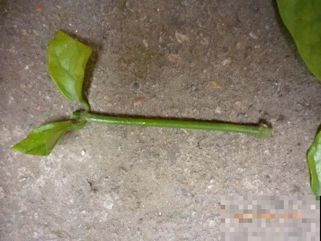 这花剪一茬开一茬，越晒花越多，整个夏天屋里都是香香的！