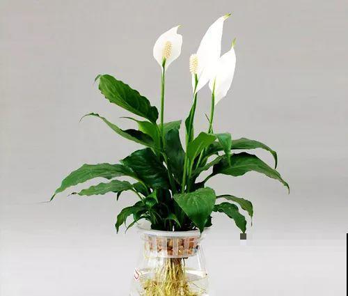 这花就得多喝水，1天1瓢水，轻轻松松养爆盆！
