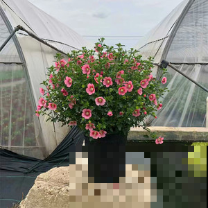 这才是真正的木槿花，一年能开200天，爆盆都是小问题！