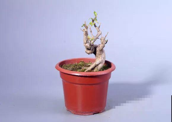 公认难养的花，他花10年时间养成盆景，价值翻倍！