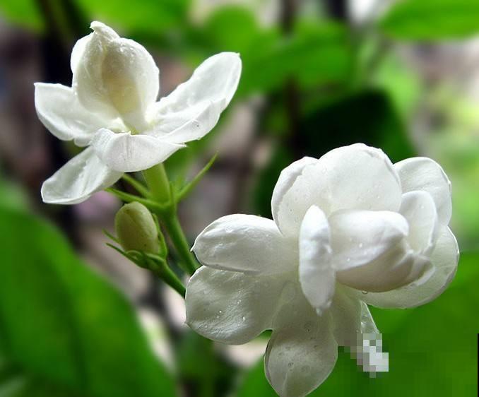 这3种花，夏天又潮又热照样长得好，满盆开满小白花！