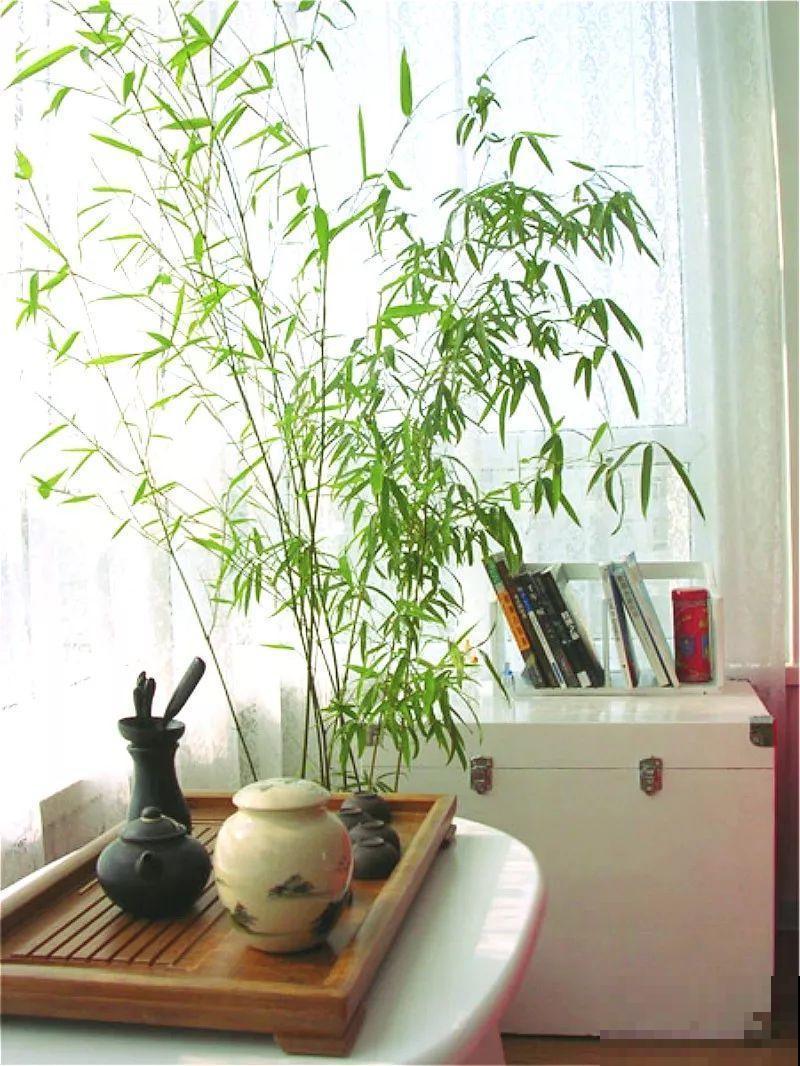 啥花都放在阳台养？位置摆不对，显得乱还没空落脚！