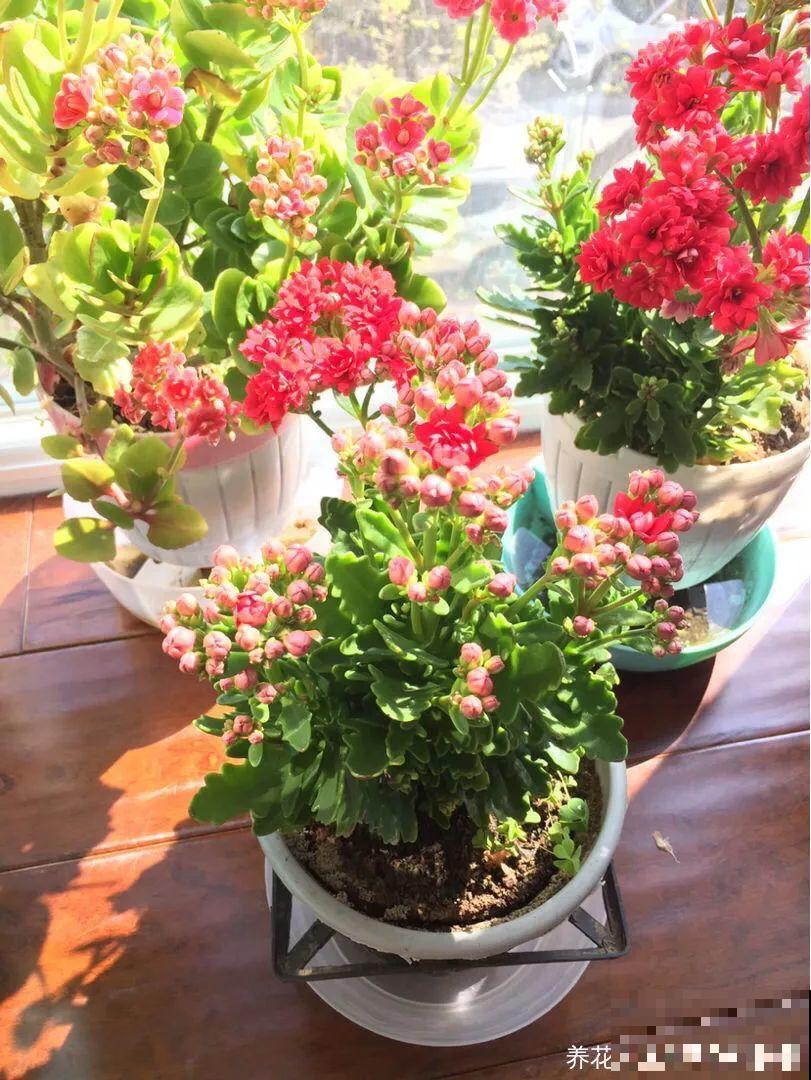 入秋就养这种花，剪一刀满头冒花苞，一开大半年！