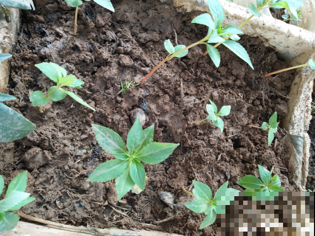 想要花满阳台就用这三个方法，轻松拥有满阳台，开爆阳台！