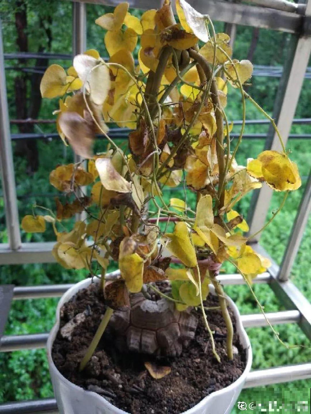 自带啤酒肚的9种花，省心又好养，你就放心出门吧！