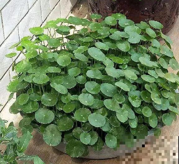 6种适合懒人养的花，种上就不用管，比花农网的还好！