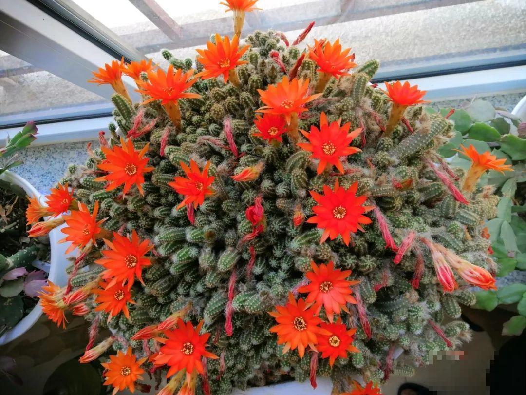 她家花盆里爬满了毛毛虫，越晒越开花，比月季还好看！
