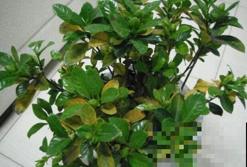 栀子花缺了它，黄叶还不长，真难伺候！