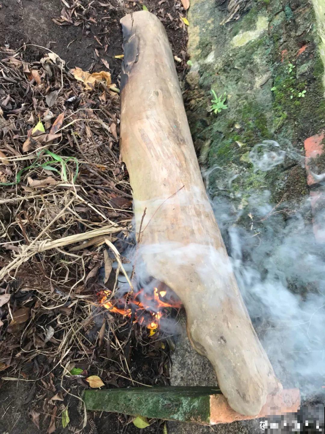 山上捡个大树桩，火烤一遍种多肉，3天服盆1年变老桩！