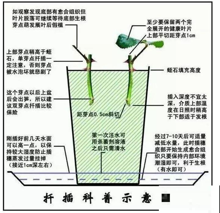 现在扦插最好活，这8种花，插多少活多少！