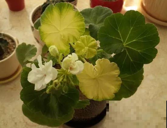 夏天养花黄叶子？赶紧剪一下，10天叶片绿的直滴油！