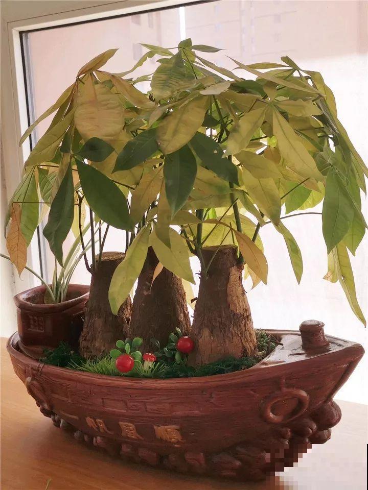 这10种花，年年收空盆，没点经验还真不敢养！
