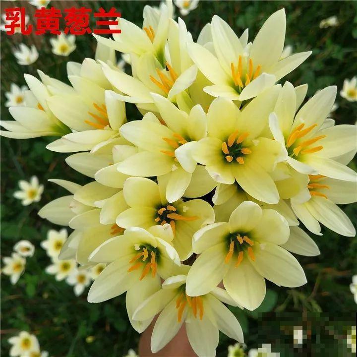 死不了的花，5年生了10麻袋，大铲车挖了一天！