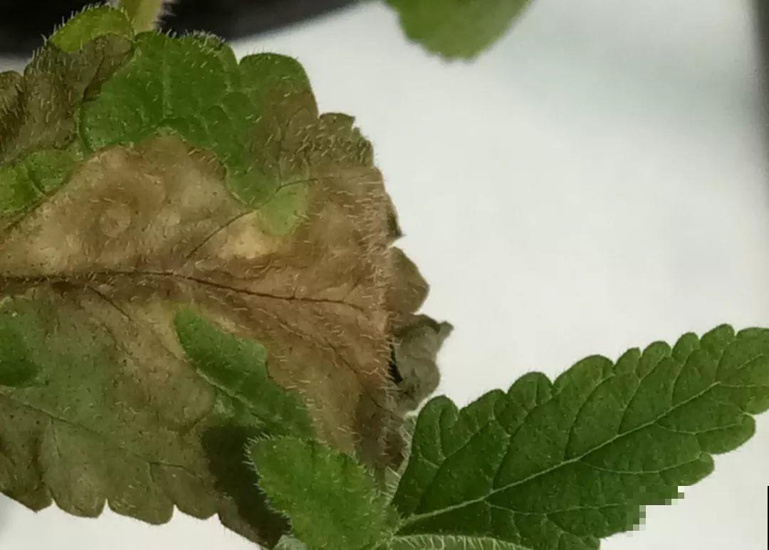 这花一年能开7个月，三伏天也挡不住爆盆，美翻了！
