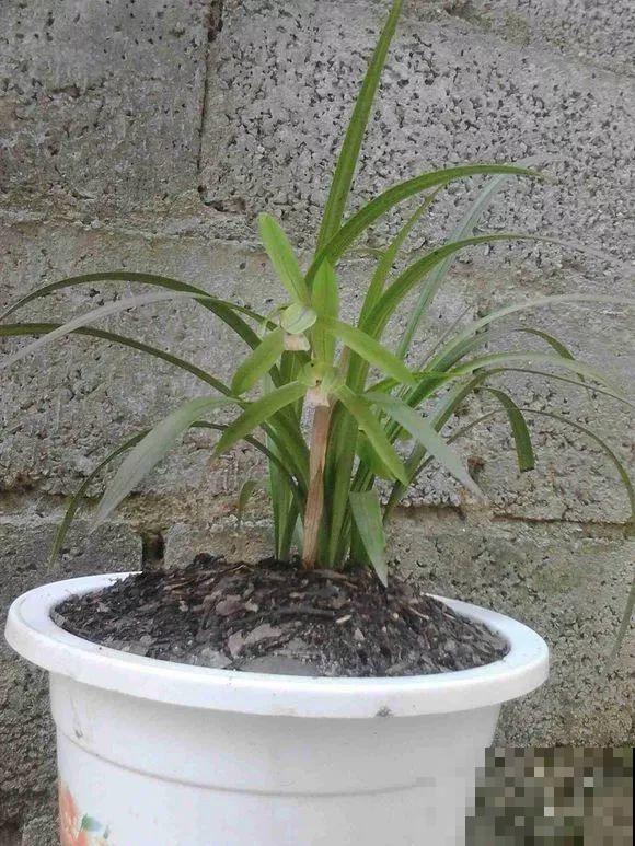 扔在门口的“韭菜”，竟然开出小百合，这花也太低调了！