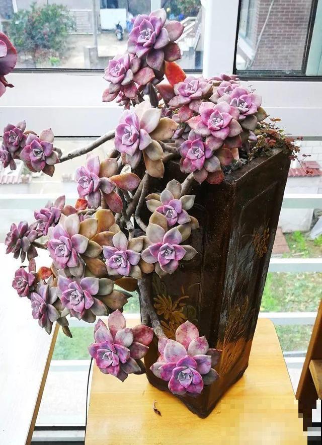 会休眠的12种花，想要安全度夏就别折腾，越浇水死的越快！
