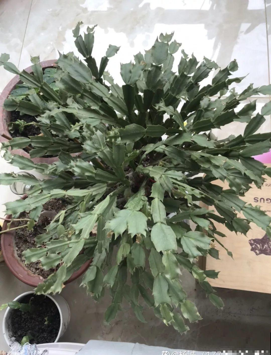 家里有这8种花，现在最容易死，别乱浇水！