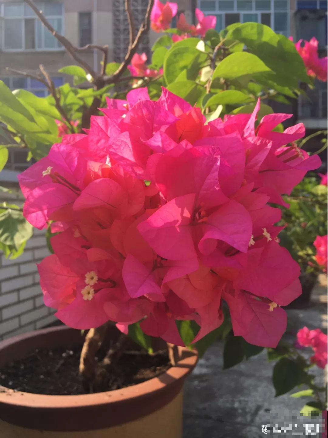 这3种花越是虐待越是长得好，新手也能养！