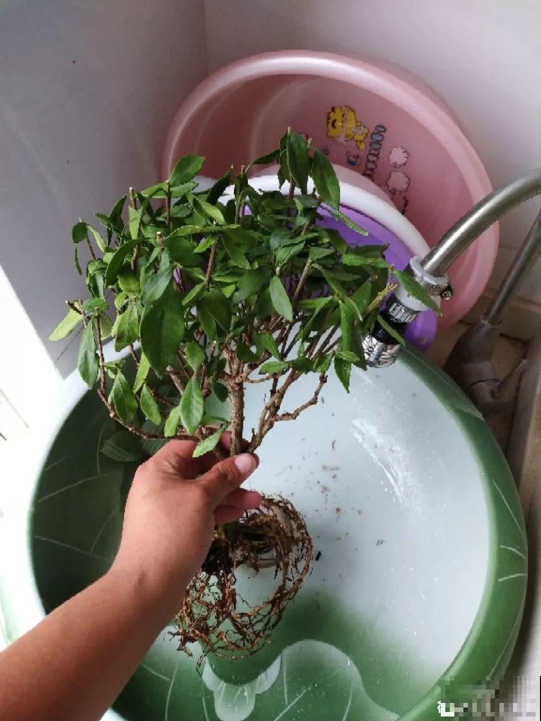 家里有这8种花，现在最容易死，别乱浇水！