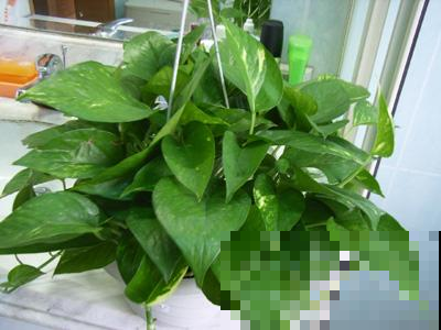 绿萝常见的两种养法，夏天做好这点，瀑布轻松养出来！