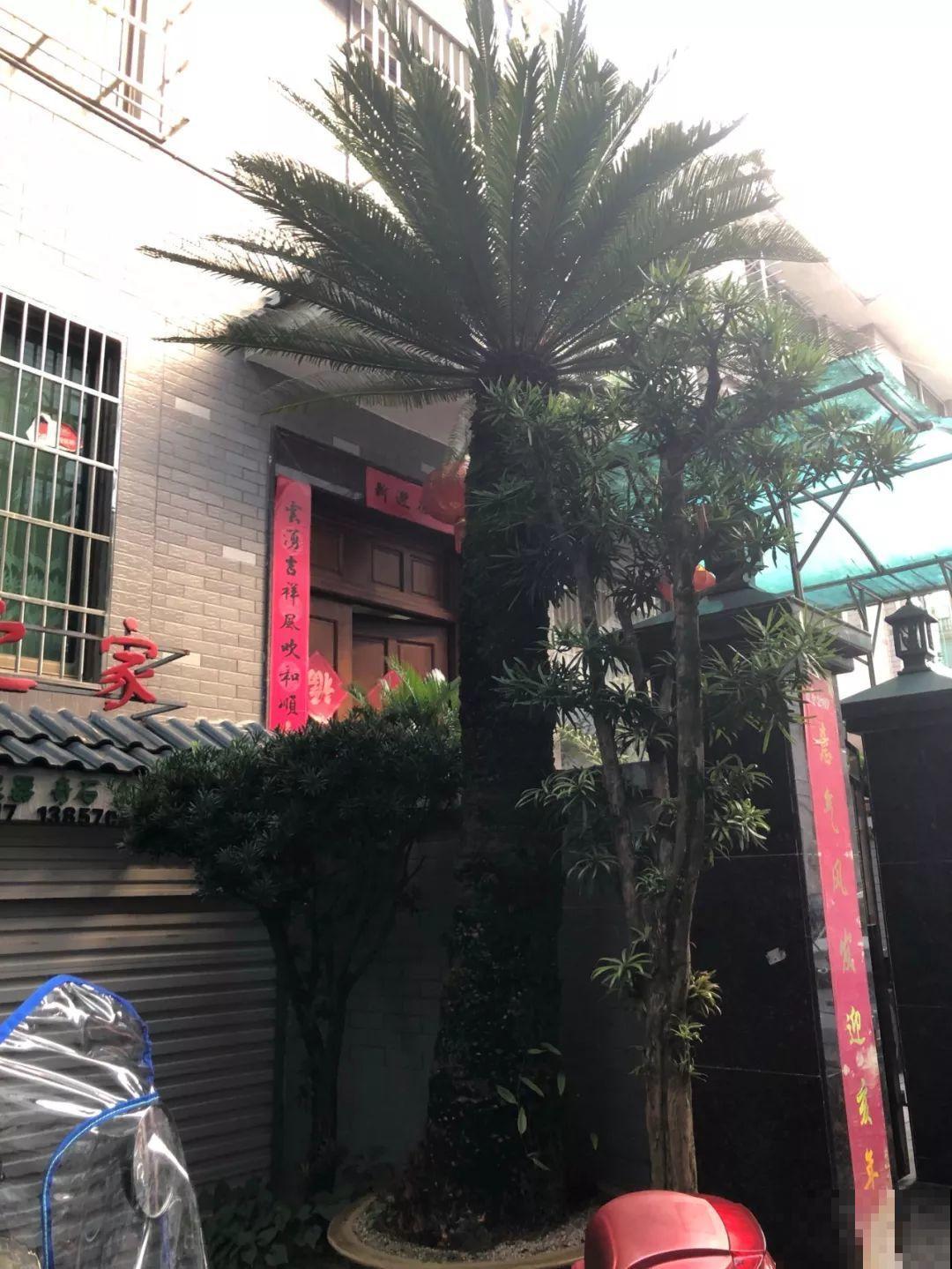 5种寿命超长的花，一养就是上百年，家里有一盆能当传家宝！