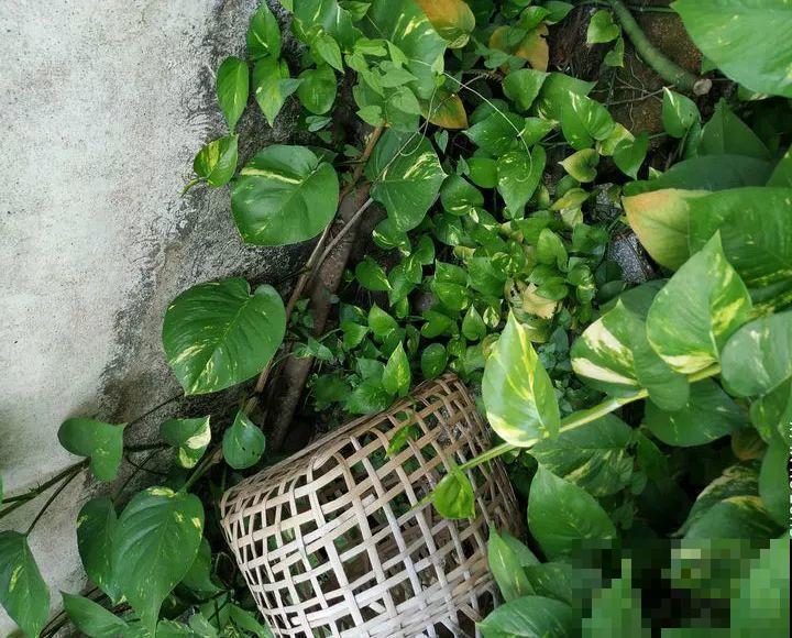 养花就要接地气，靠天吃饭不用管，开始疯长刹不住闸！