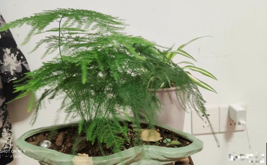 啥花都放在阳台养？位置摆不对，显得乱还没空落脚！