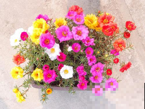 养这花不用等，插水里第二天就生根，开爆整个夏天！