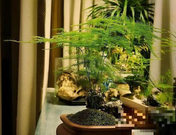 人和花都是相通的，看你养的花，就知道你是什么性格了！