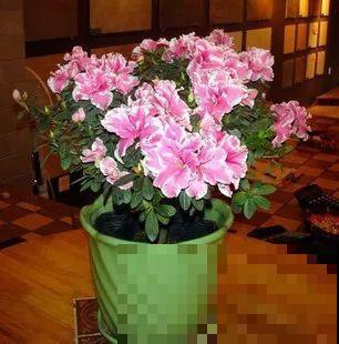 这花就得多喝水，1天1瓢水，轻轻松松养爆盆！